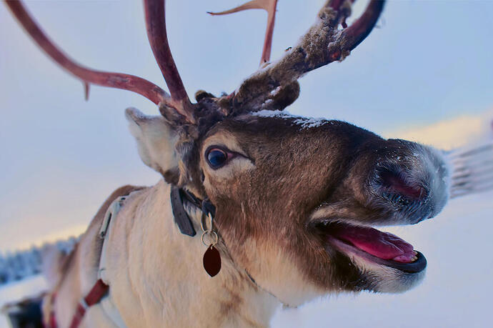reindeer-1