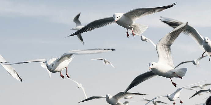 accurate-pest-control-management-blog-what-makes-seagulls-so-dangerous