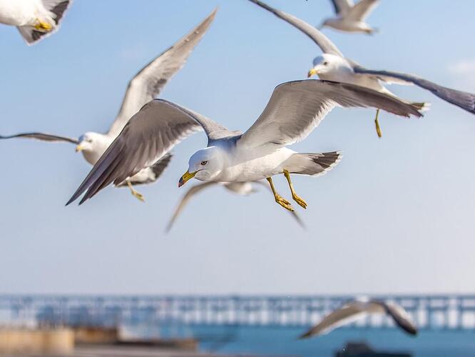 what-is-a-group-of-seagulls-called