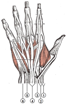 220px-Wrist_extensor_compartments_(numbered)