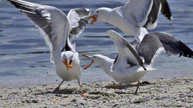0_Seagull-argue-over-a-some-stolen-tortilla-chips-Pacific-Grove-California-US-14-Apr-2023