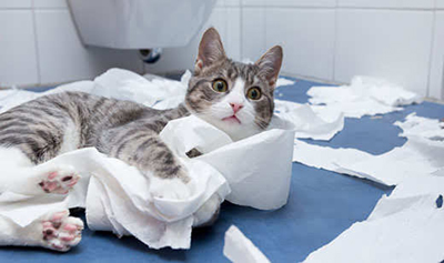gray-and-white-cat-lying-on-floor-with-toilet-paper-sw-797353